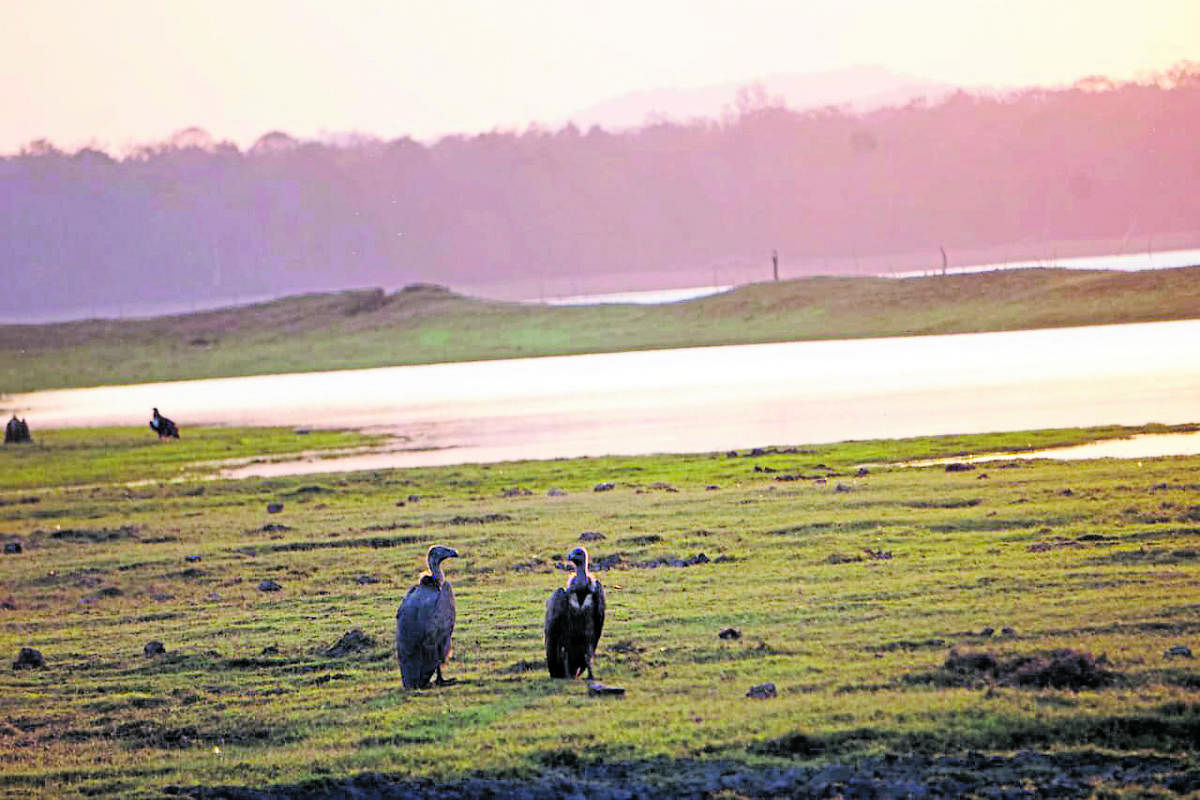 India has nine species of vultures in the wild. Credit: Special arrangement