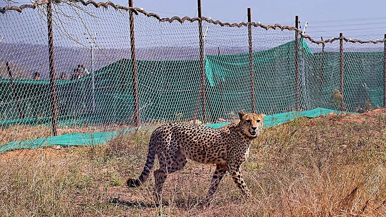 Cheetahs released in Kuno National Park. Credit: PTI Photo
