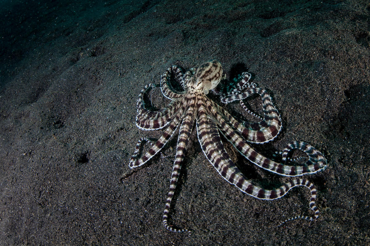 Mimic octopus. Credit: Special arrangement