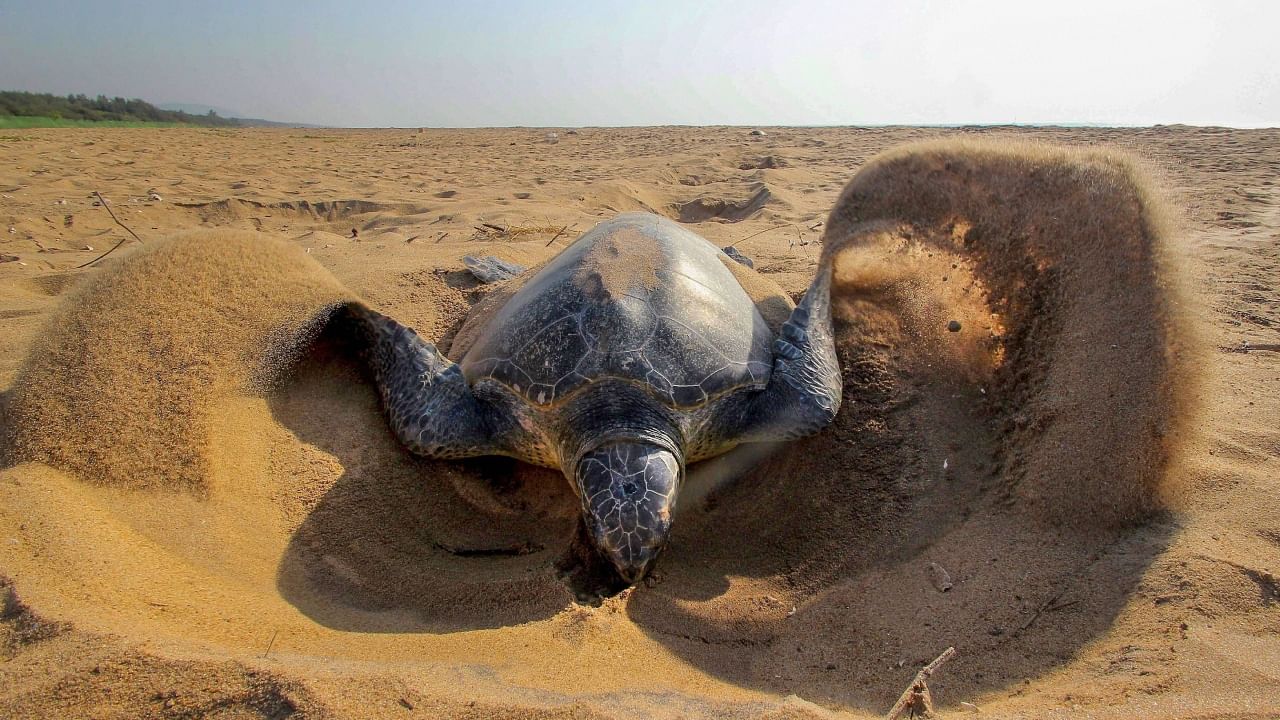 An olive ridley turtle makes a nest to lay eggs during mass nesting at Rushikulya, February 2018. Credit: PTI File Photo 