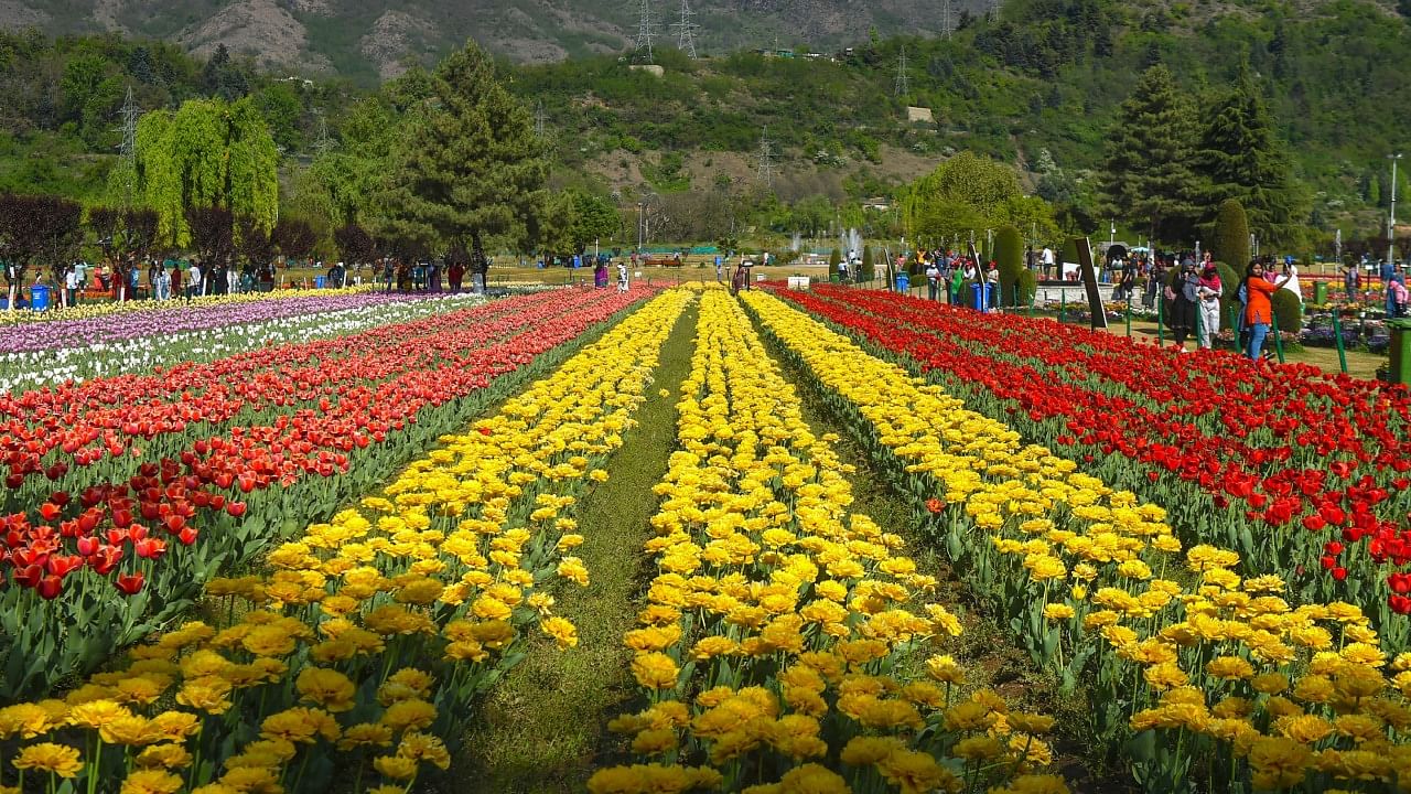 Tulips of 68-varieties are expected to bloom in the Garden this time around. Credit: PTI File Photo