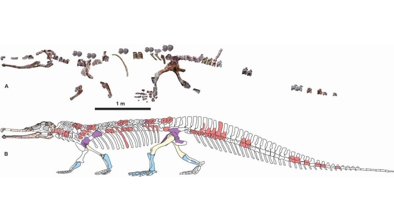 The fossil represents a type of phytosaurs unique to India. Credit: Special Arrangement