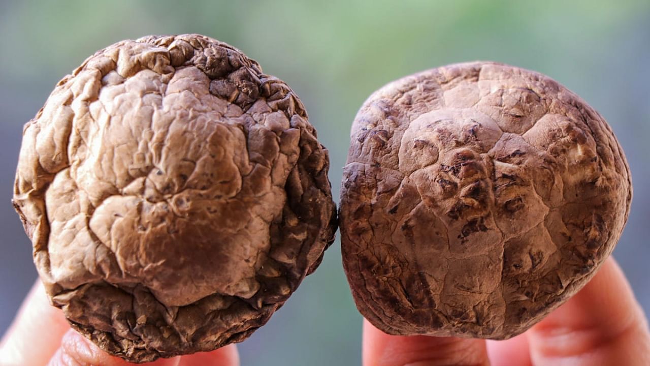 The agriculture department of Jammu and Kashmir has successfully completed field trials of the cultivation of one of the costliest mushrooms, 'Shiitake'. Credit: PTI Photo