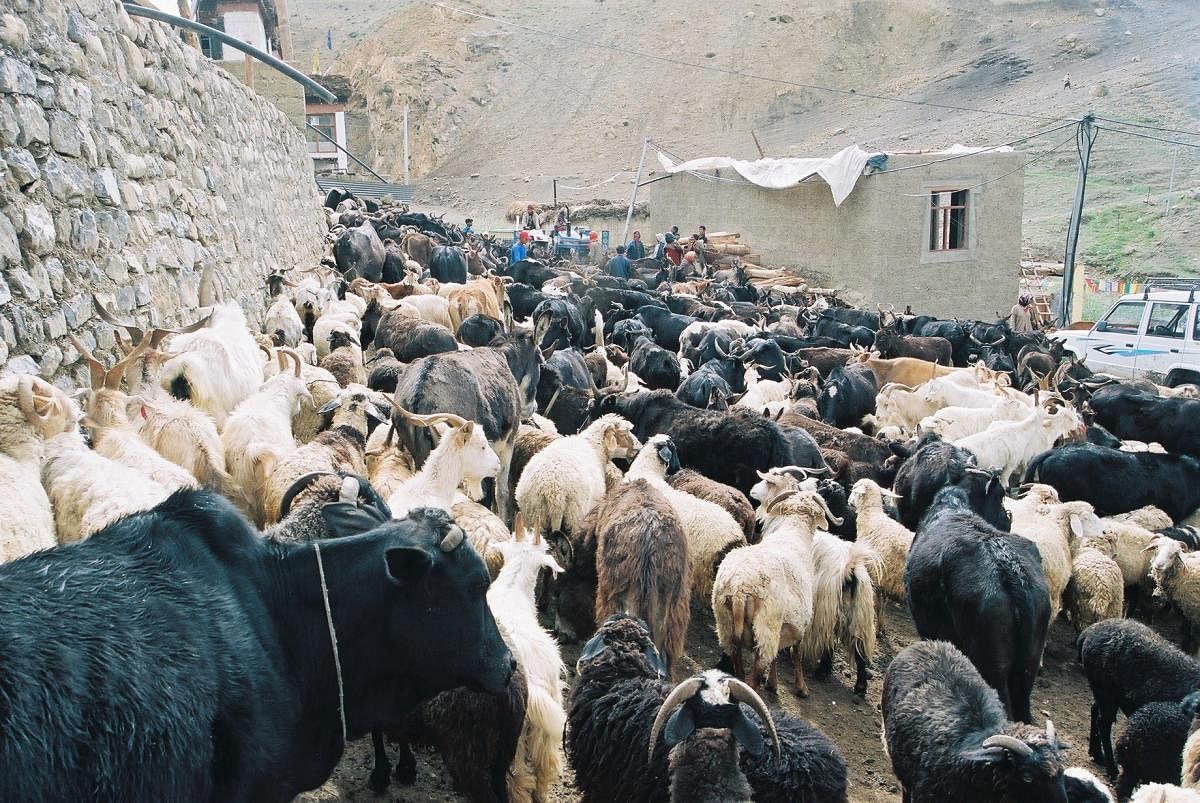 Livestock in the Spiti region/Credit: Sumanta Bagchi