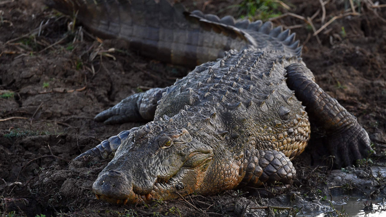 Despite living in dirty water, crocodiles rarely develop infections even though they often get wounded while hunting and fighting for territory. This suggests crocodiles have a potent immune system. We wanted to better understand how their defensins have adapted over time to protect them in these harsh environments. Credit: AFP Photo