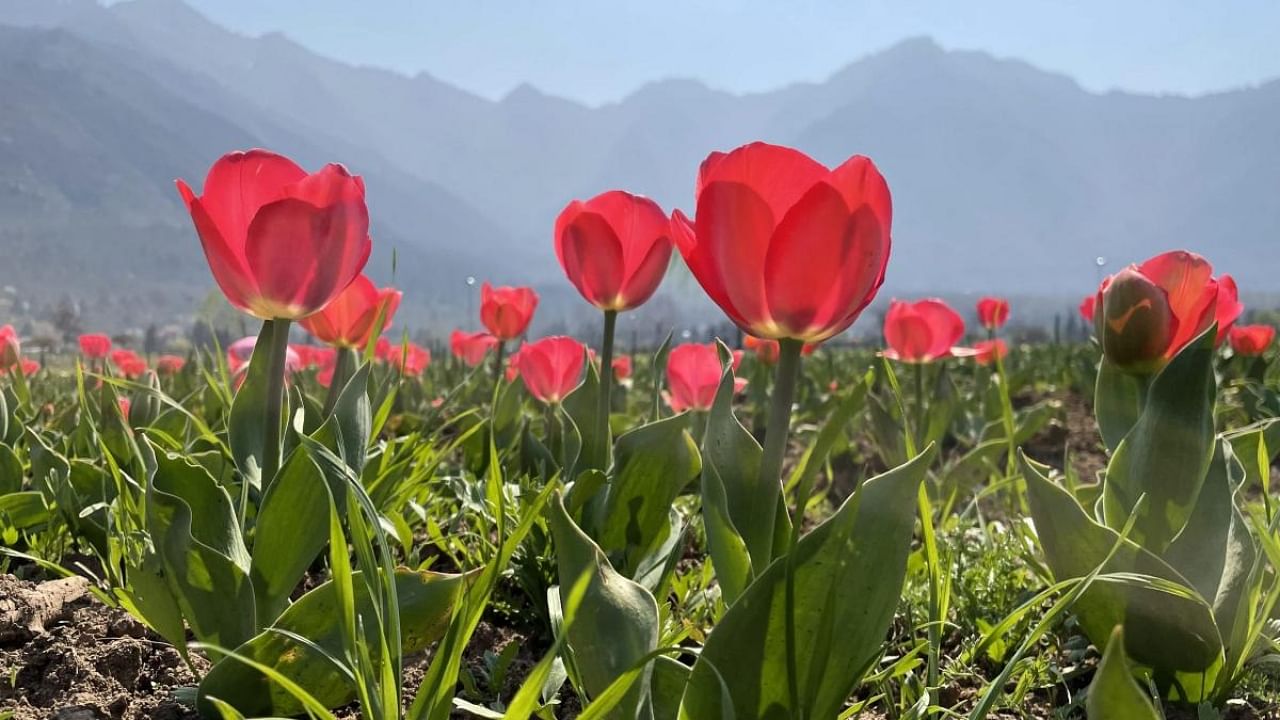Tulips bloom inside Asia's largest tulip garden on the foothills of Zabarwan Mountains overlooking Dal Lake, in Srinagar, Saturday, March 11, 2023. Credit: PTI Photo