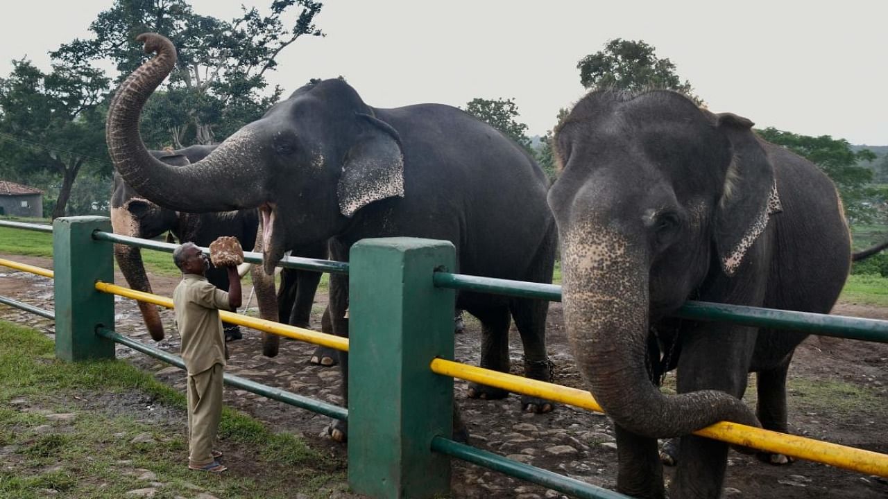 Elephants at the Theppakadu elephant camp inside Mudumalai Tiger Reserve. Credit: AFP File Photo