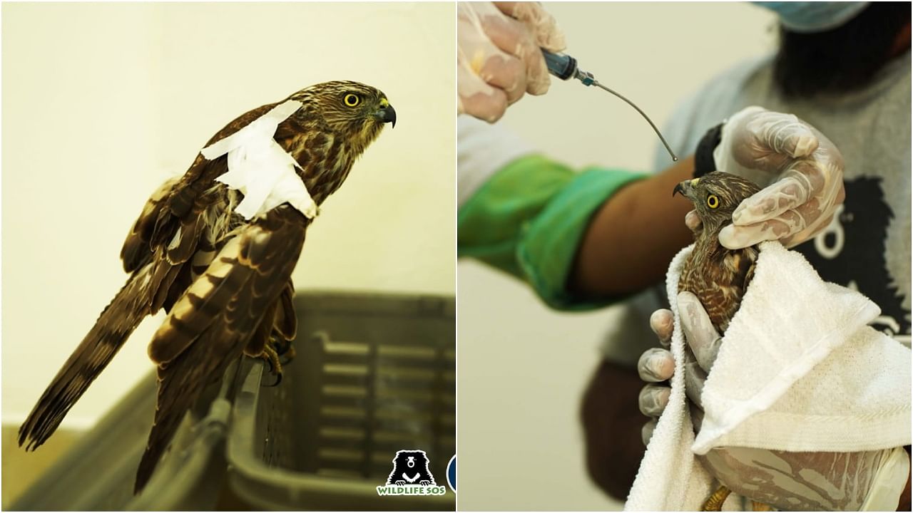 The bird was under the NGO Wildlife SOS’s care for four months. Credit:  Wildlife SOS Photo