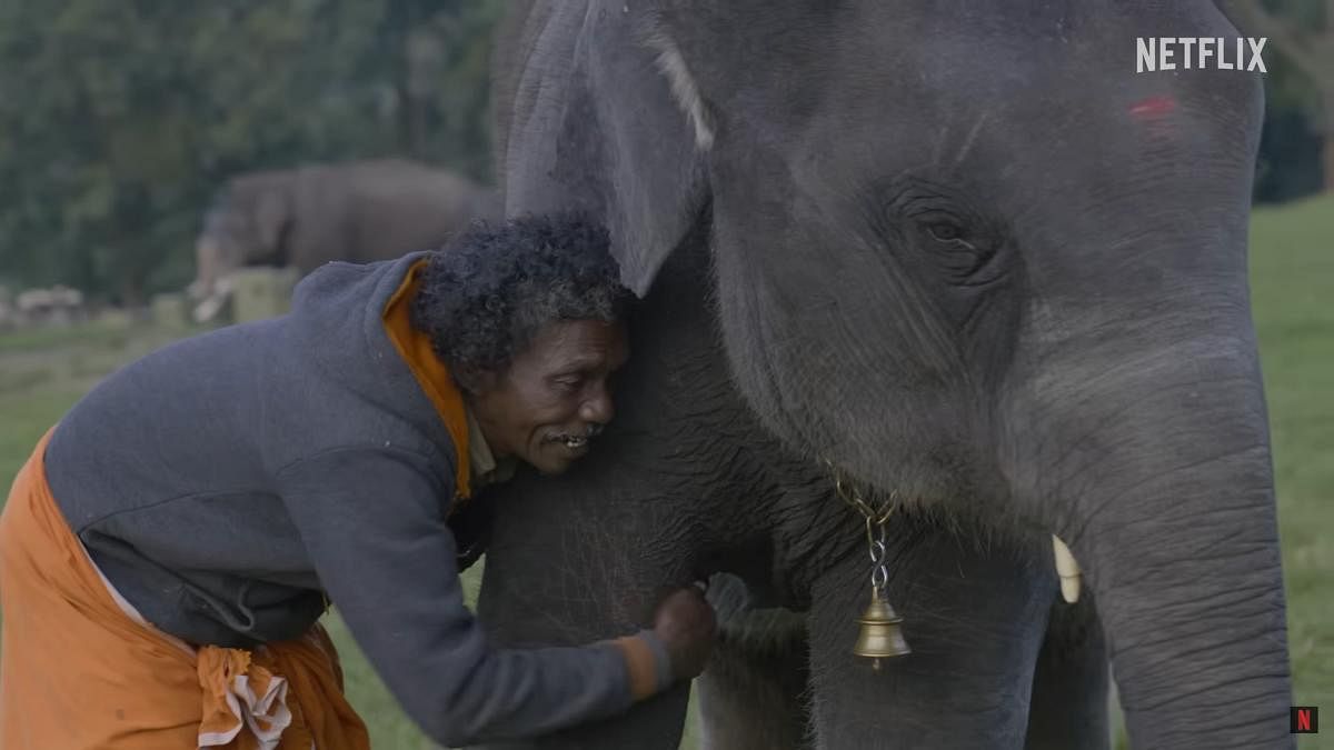 The documentary is about a South Indian couple's kinship with the elephant calves.