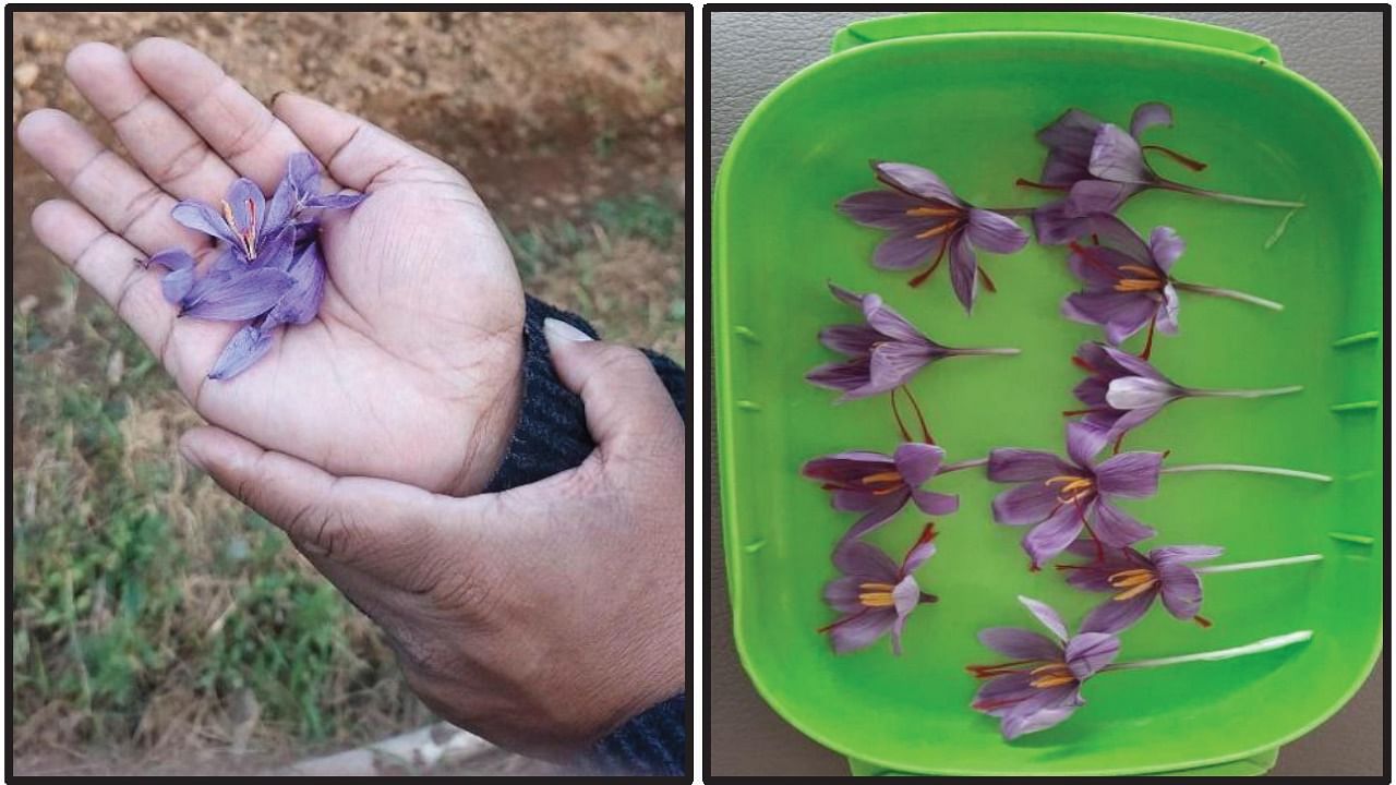 Saffron is used as medicine to treat stomach disorders, bronchitis, asthma, diabetes, scarlet fever and cold, chronic uterine haemorrhage, amenorrhoea, dysmenorrhoea, smallpox and insomnia, cardiovascular disorders. Credit: NECTAR Report 