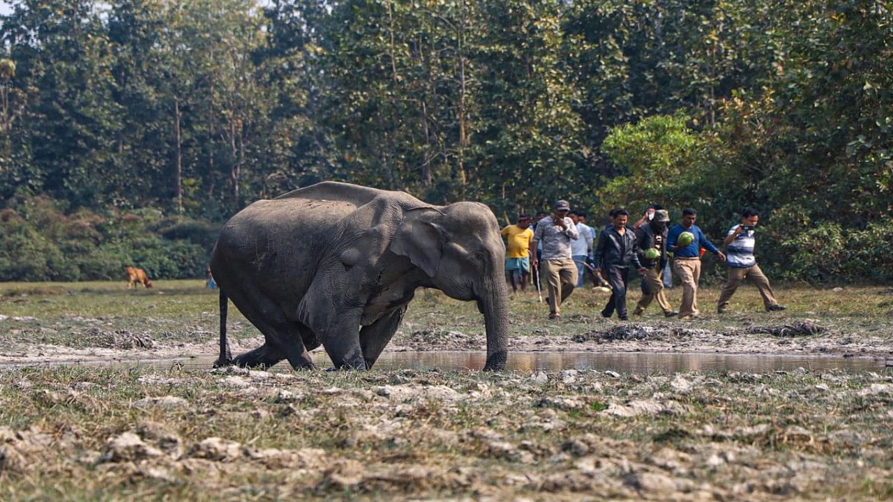 Forest officials and local villagers offer food to an injured wild elephant at Boko in Kamrup district of Assam, Thursday, Feb 17, 2023. Credit PTI Photo