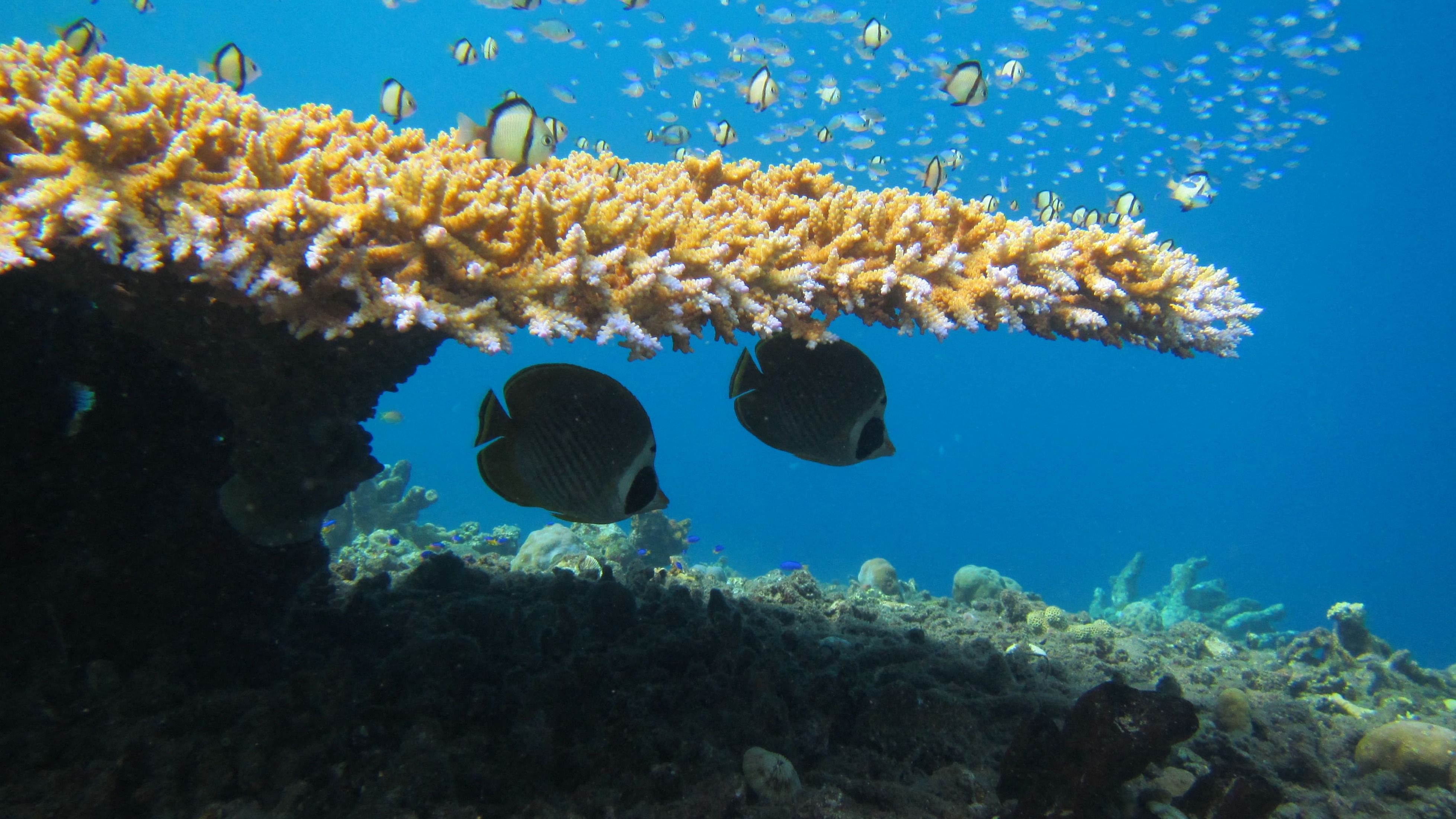 A butterflyfish fish swimming on a reef, off the coast of Christmas Island, an Australian external territory. Credit: AFP File Photo