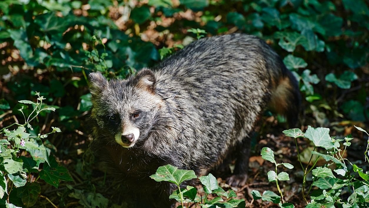 Raccoon dog. Credit: iStock Photo