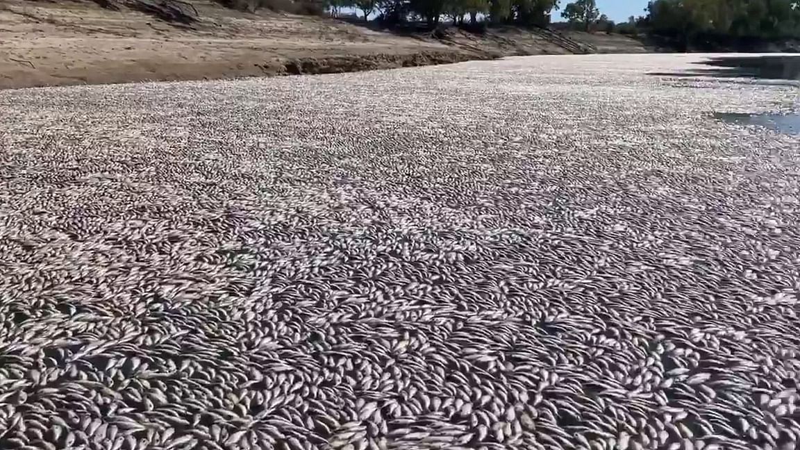 Millions of dead and rotting fish have clogged a vast stretch of river near a remote town in the Australian Outback as a searing heatwave sweeps through the region. Credit: AFP File Photo