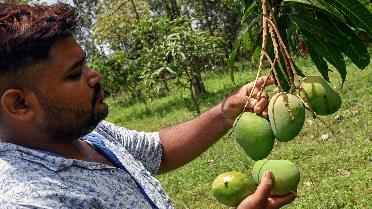 Mango productivity in Bihar is 9.67 tonnes per hectare, which is slightly higher than the national productivity. Credit: AFP Photo