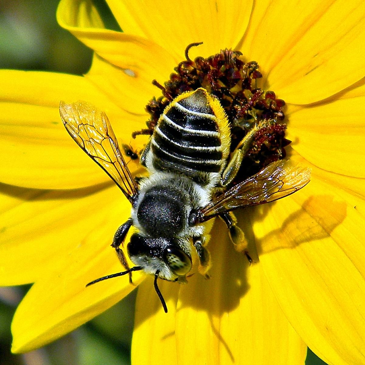 Unlike honey bees, leafcutter bees lead solitary lives.