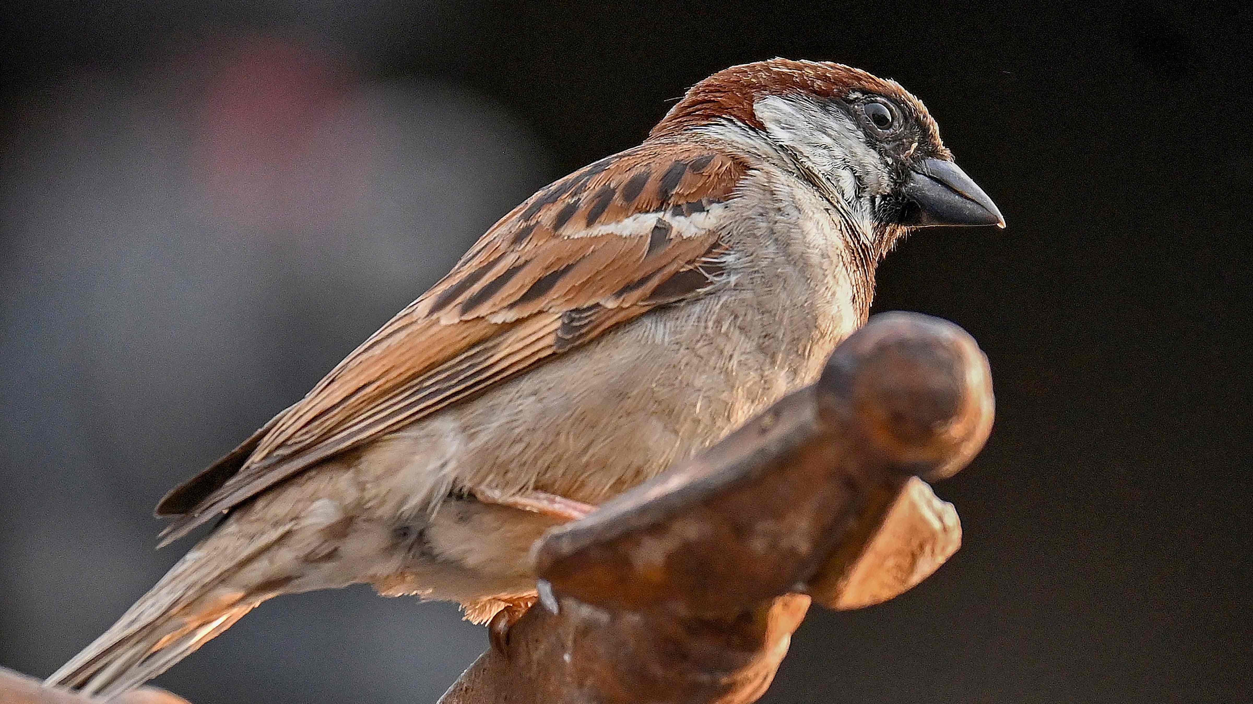 Sparrow perches on a terrace of a house, in Bengaluru. Credit: PTI Photo