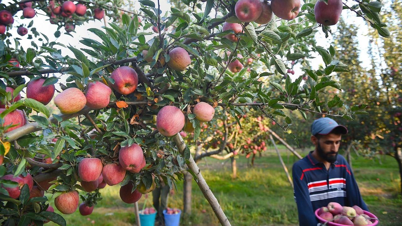 Kashmiri apples on a tree in an orchard during the harvesting season, in Budgam district of Central Kashmir. Credit: PTI Photo