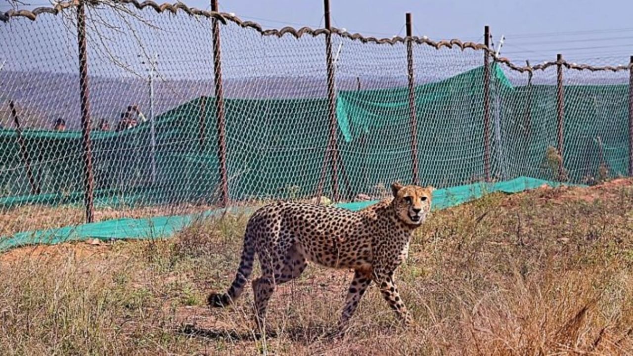 A Cheetah released in the Kuno National Park. Credit: PTI File Photo