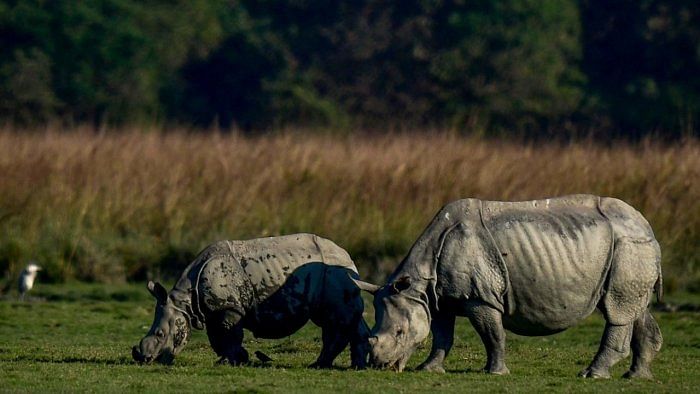 One-horned rhinos. Credit: AFP Photo 