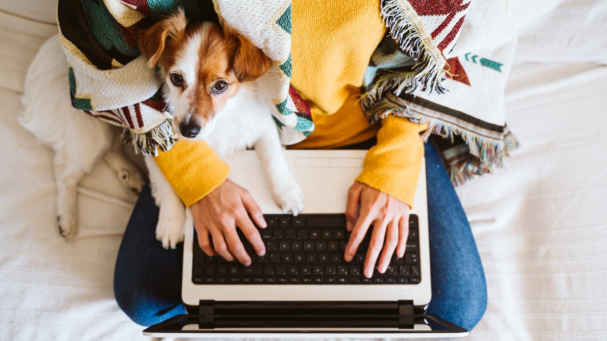  Average annual household pet spending reached $770 in 2021, up 13 per cent from 2019, according to the Labor Department — outpacing an 8.5 per cent increase in consumer prices. Credit: iStock Photo