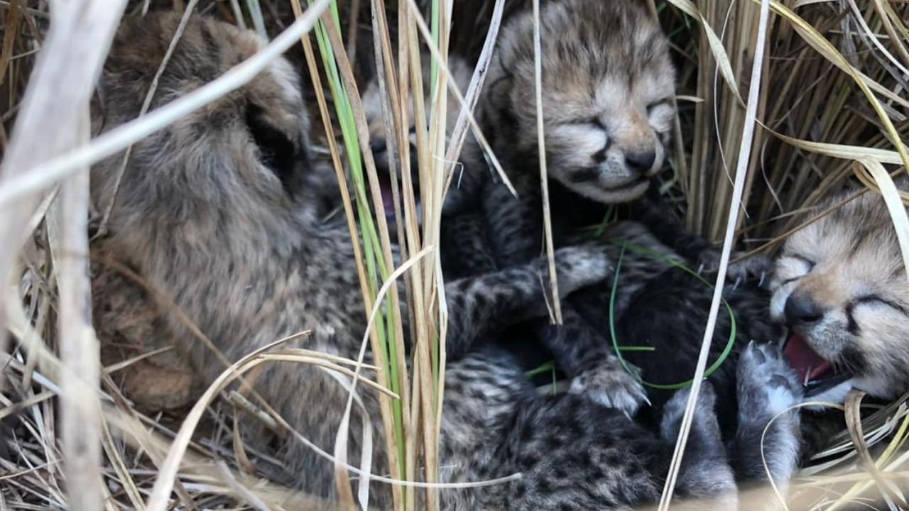 Four cubs have been born to one of the cheetahs translocated to India from Namibia. Credit: Twitter/@byadavbjp