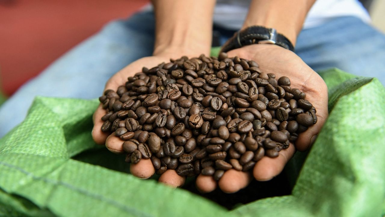 This photo taken on March 13, 2023 shows a man holding coffee beans at a coffee tasting fair in Buon Ma Thuot city in Daklak province. Credit: AFP File Photo