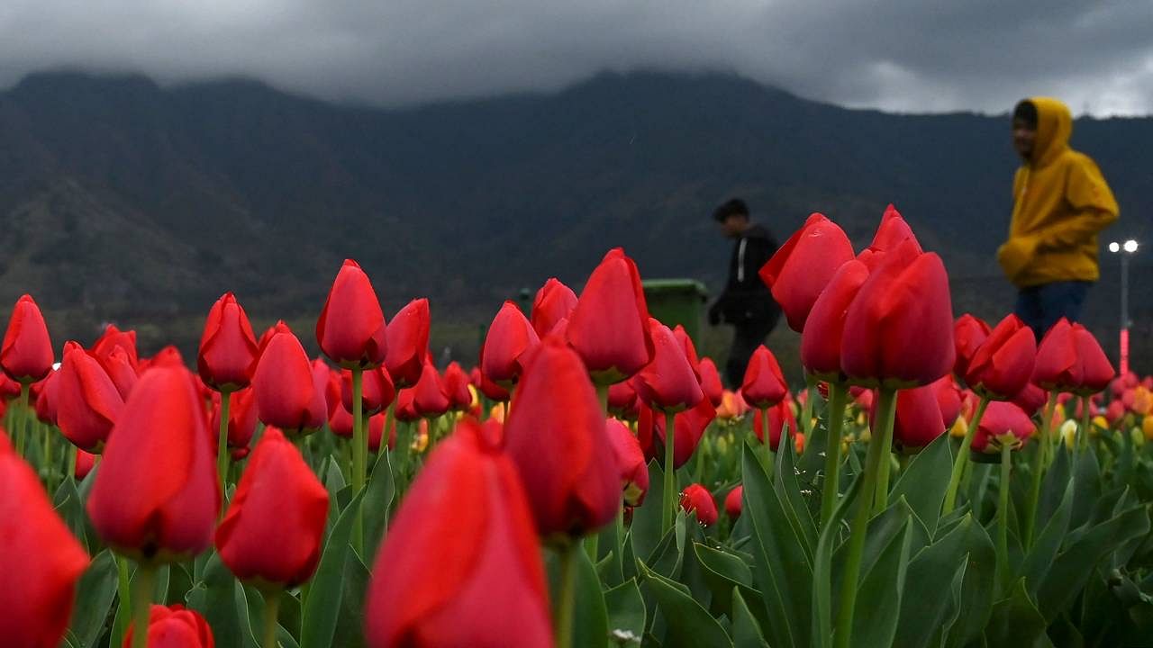 Tulips are pictured during the inauguration of the Tulip garden in Srinagar. Credit: AFP File Photo