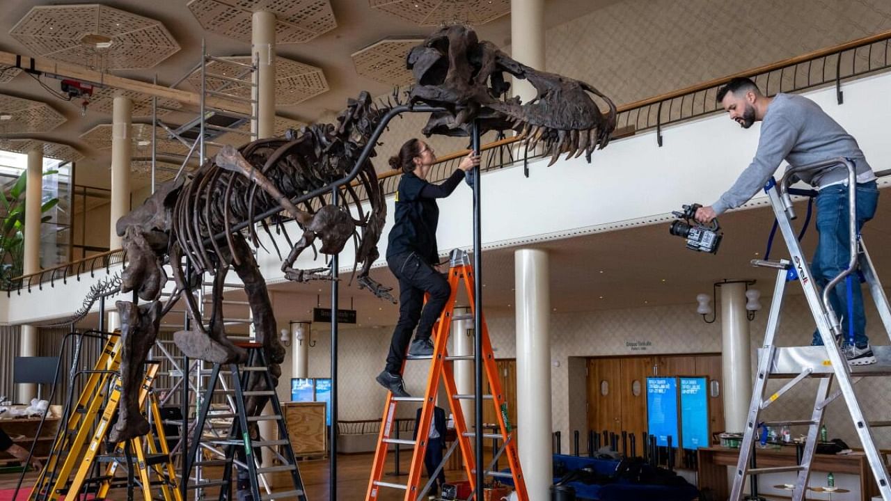 In this photograph taken in Zurich on March 28, 2023, Yolanda Schicker-Siber (L) takes part in the installation of 'Trinity' a Tyrannosaurus-Rex skeleton dating back 67-million years which will be auctioned in Switzerland on April 18, 2023, marking the first such sale in Europe. - Towering 3.9 metres (12.8 feet) in the air, the skeleton dubbed Trinity skeleton is made up of bone material from three T-Rex specimens, has been valued at between six to eight million Swiss francs ($6.5-8.7 mn). Credit: AFP Photo