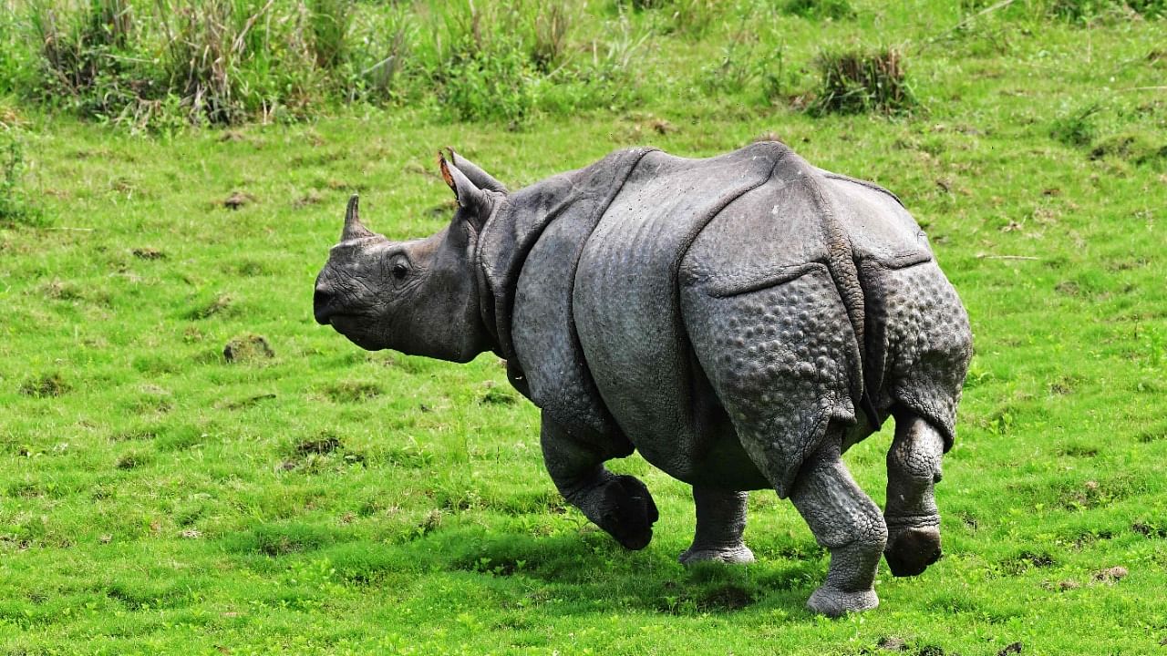 This was the first rhino poaching incident in Kaziranga since December 2021 and there was no poaching case in the park in 2022. Credit: AFP Photo