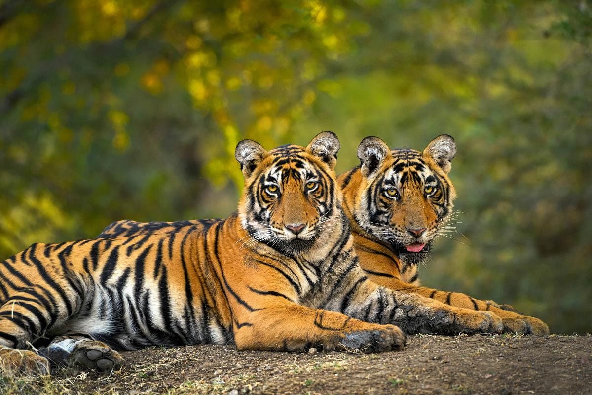 Tigers at the Ranthambore National Park in Sawai Madhopur, Rajasthan. Credit: PTI file photo