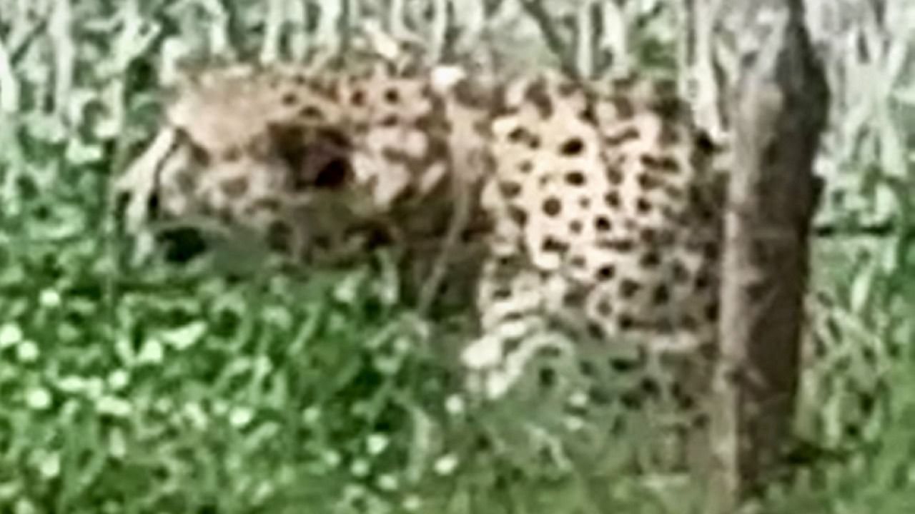 Forest department officials also shared a video in which staffers can be seen trying to coax Oban to get back into the forest. So far, four out of eight cheetahs brought from Namibia to KNP in September, 2022, have been released in the wild (free range area) from hunting enclosures. Credit: PTI Photo