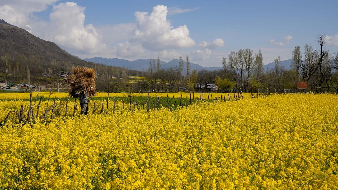  A man walks through a blooming mustard field, on a sunny spring day in Pulwama district of South Kashmir, Sunday, March 26, 2023. Credit: PTI Photo