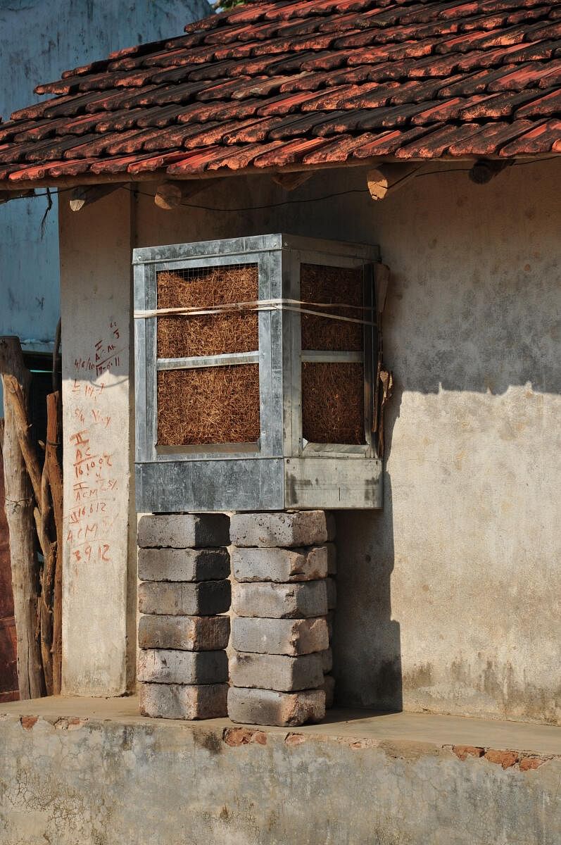 While urban dwellers can go for air conditioning, people in rural India cope with the sweltering heat by retrofitting windows with a custom-made air cooler lined with mats of Khus grass (Chrysopogon zizanioides). Pic by the author