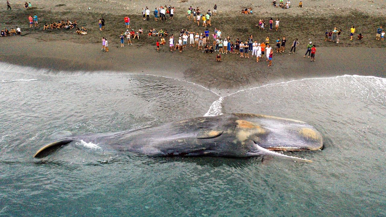 This aerial picture shows villagers looking at a dead sperm whale stranded at Yeh Malet beach, in Klungkung. Credit: AFP Photo