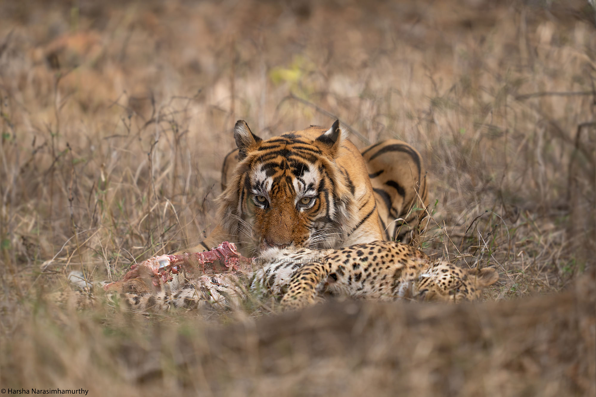 Bengaluru-based wildlife photographer Harsha Narasimhamurthy has captured a tiger eating a leopard at Ranthambore National Park, Rajasthan. Credit: Harsha Narasimhamurthy