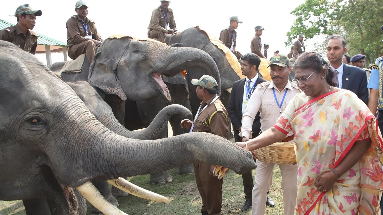 President Murmu exhorts people to have compassion for elephants and other animals. Credit: Twitter/@rashtrapatibhvn