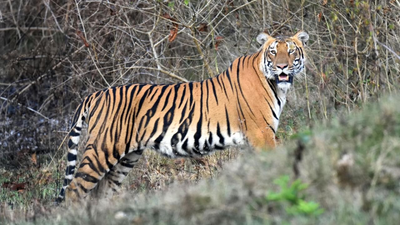 As per the statistics by the National Tiger Conservation Authority the number of tigers has now been recorded at 126. Credit: DH Photo