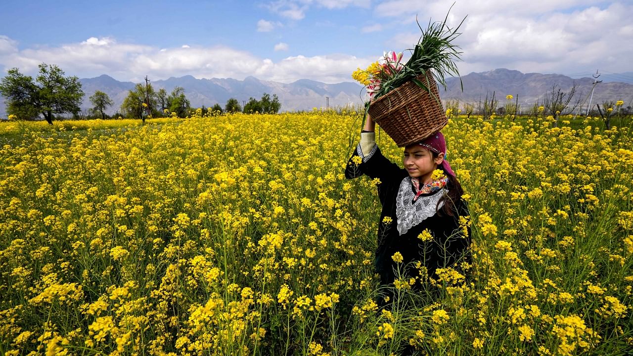A girl walks through a blooming mustard field with willow basket on her head, on a sunny spring day in Pulwama district of South Kashmir. Credit: PTI Photo