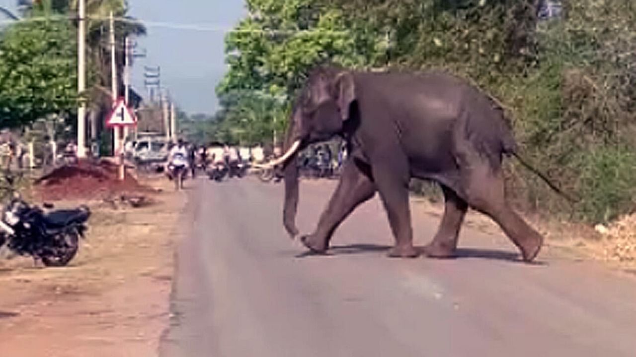 A wild elephant crosses the road at Jakali village near Santebennur in Channagiri taluk.