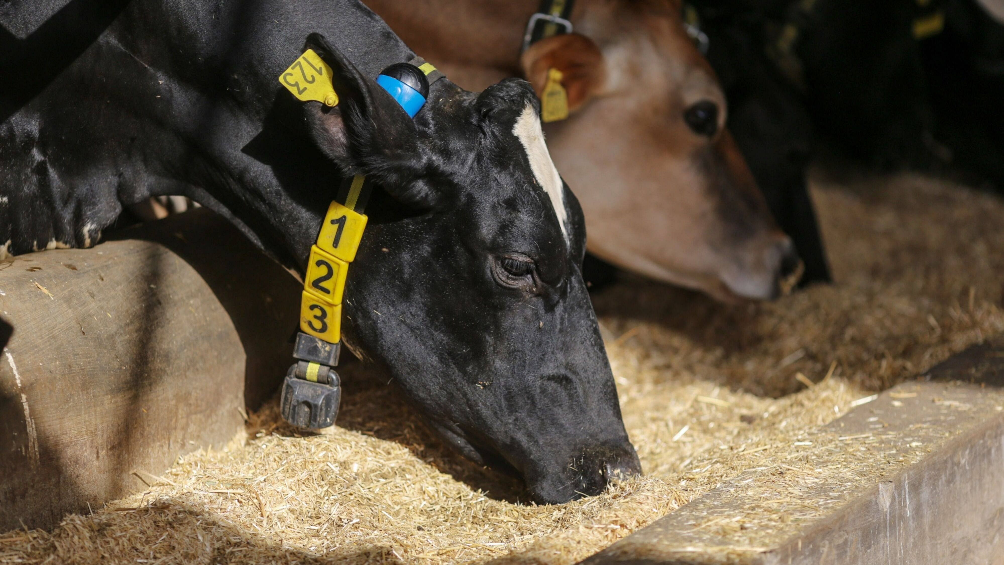 Cows. Credit: Bloomberg Photo