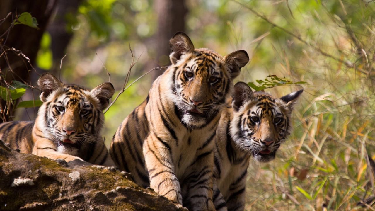 Bengal Tigers in Bandhavgarh National Park. Credit: iStock Photo