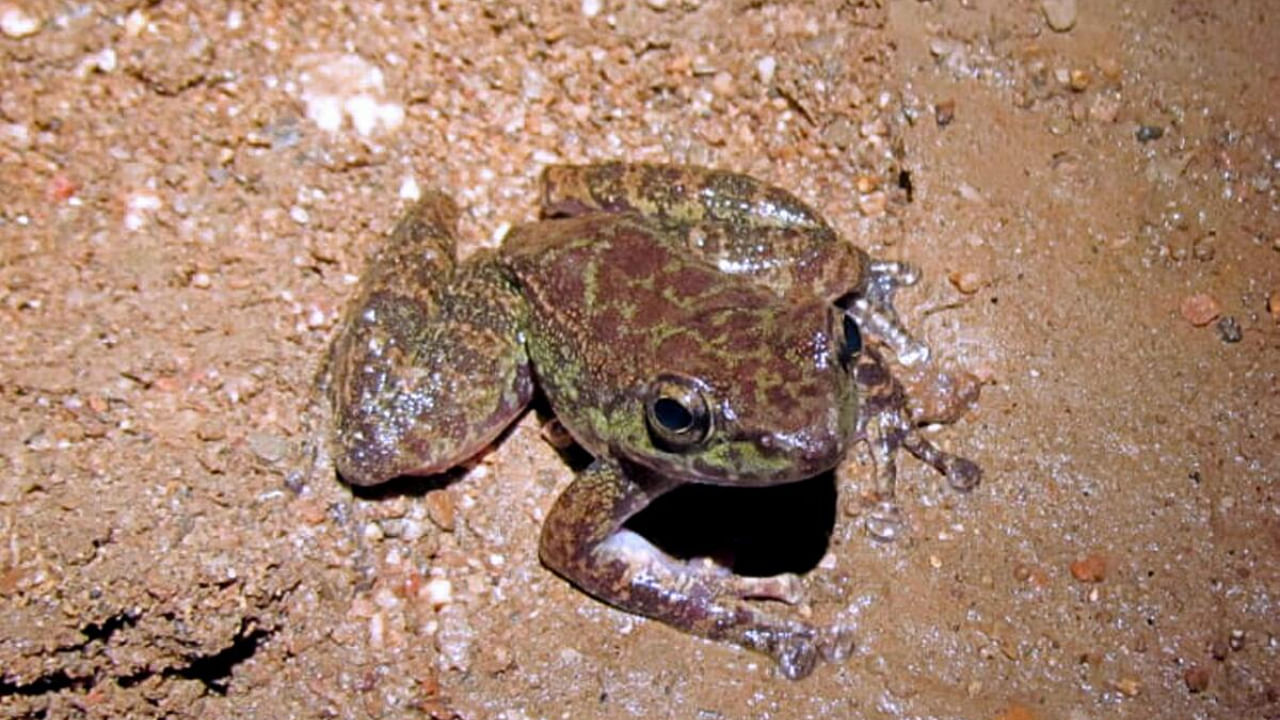 The frog that was discovered from Siju cave in Meghalaya's South Garo Hills district. Credit: PTI Photo