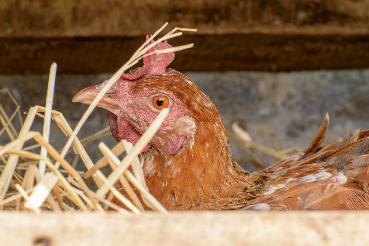 Sporadic infections in people with bird flu are common in China where avian flu viruses constantly circulate in huge poultry and wild bird populations. Credit: iStock Photo