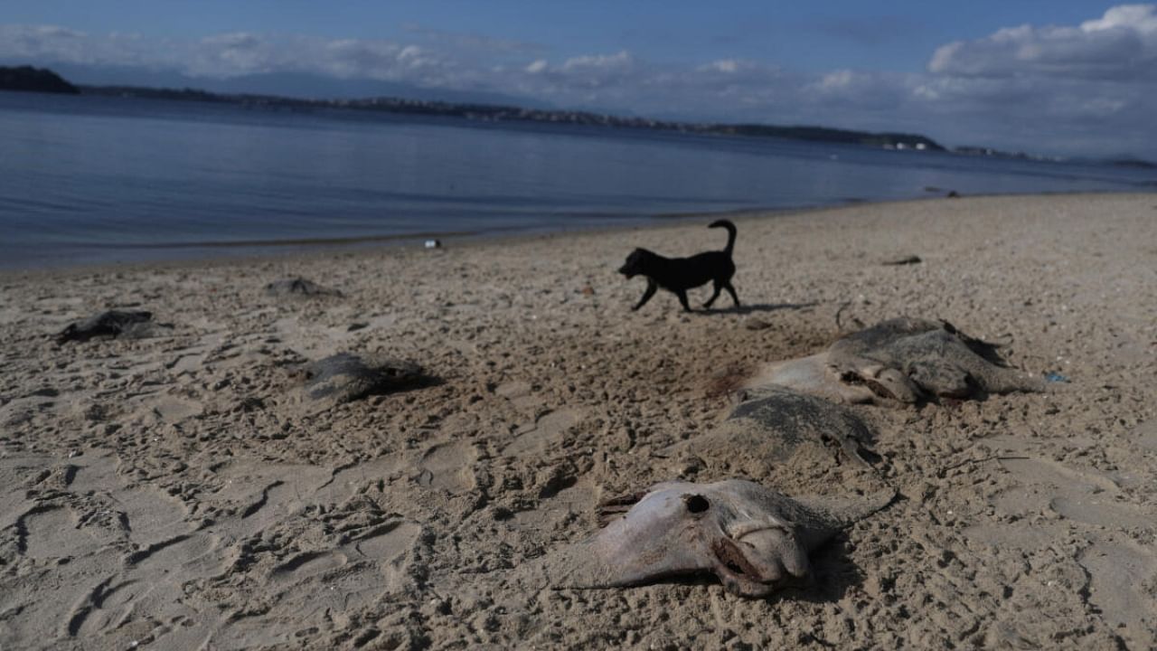 Remains of dead stingrays are seen at Ilha do Fundao, on the banks of the Guanabara Bay, in Rio de Janeiro, Brazil April 11, 2023. Credit: Reuters Photo