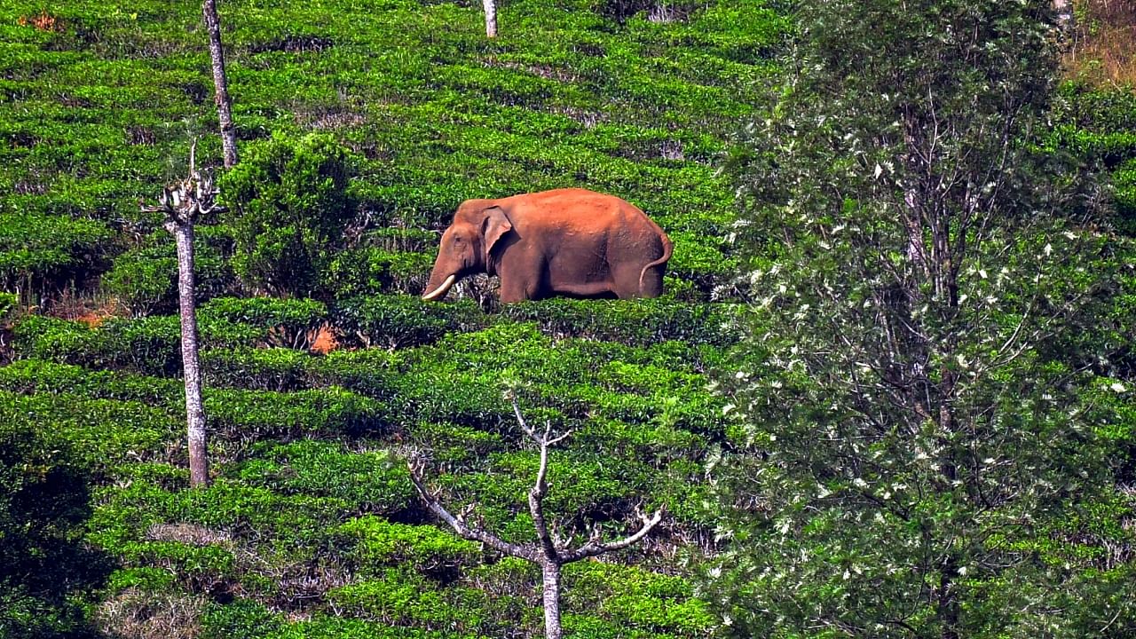 Wild elephant Arikompan spotted at the Periyakanal plantations, in Idukki district, Thursday, March 23, 2023. Credit: PTI File Photo