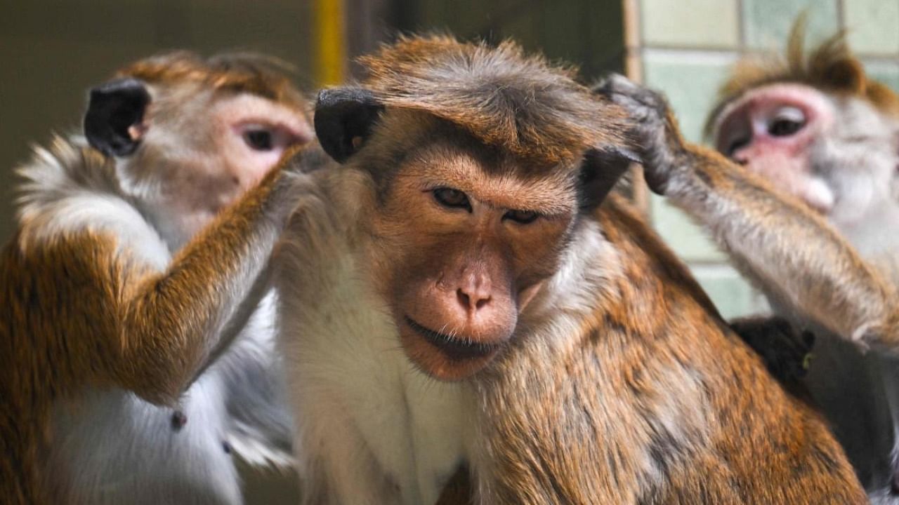 Toque macaques. Credit: AFP Photo