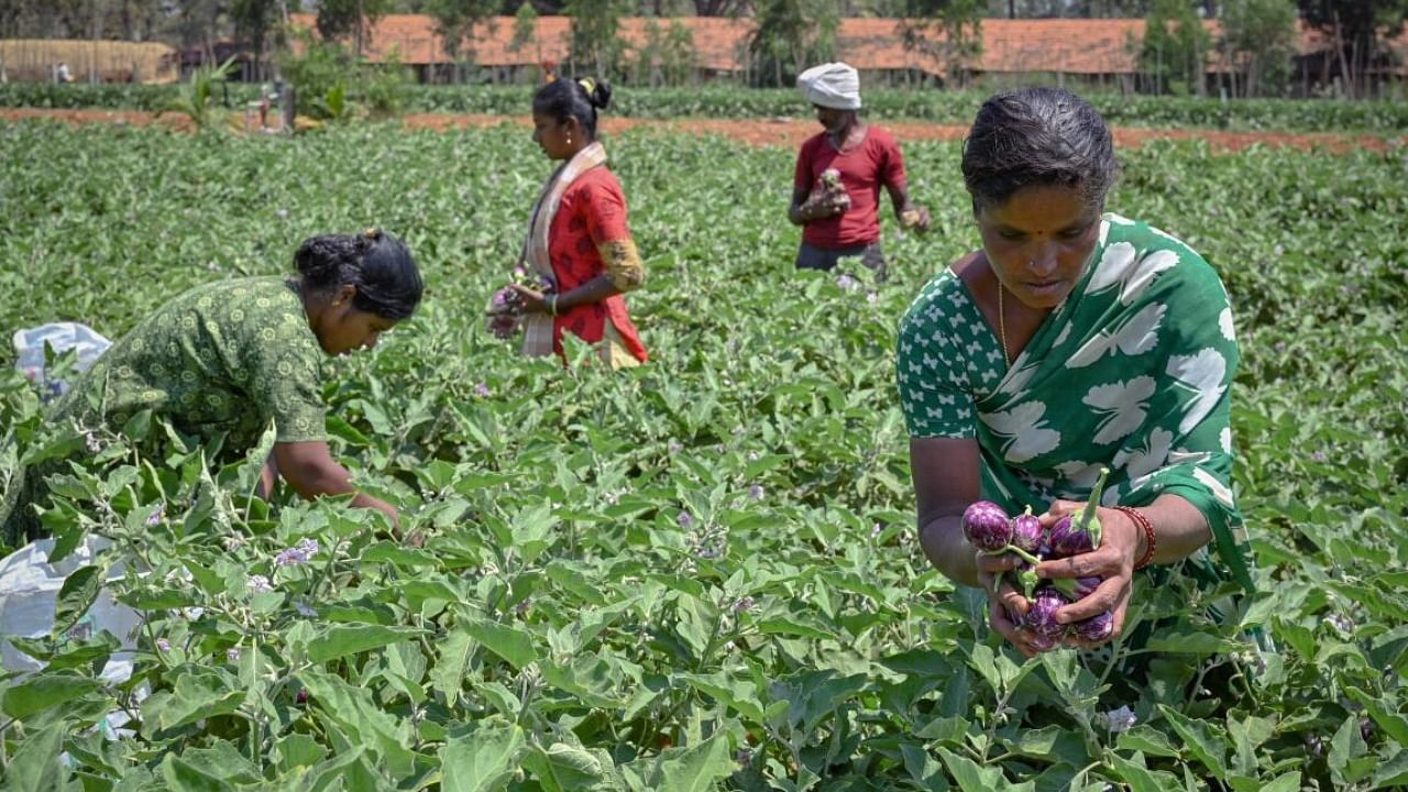 Farmers harvest brinjals in a field on the outskirts of Bengaluru. Credit: AFP Photo