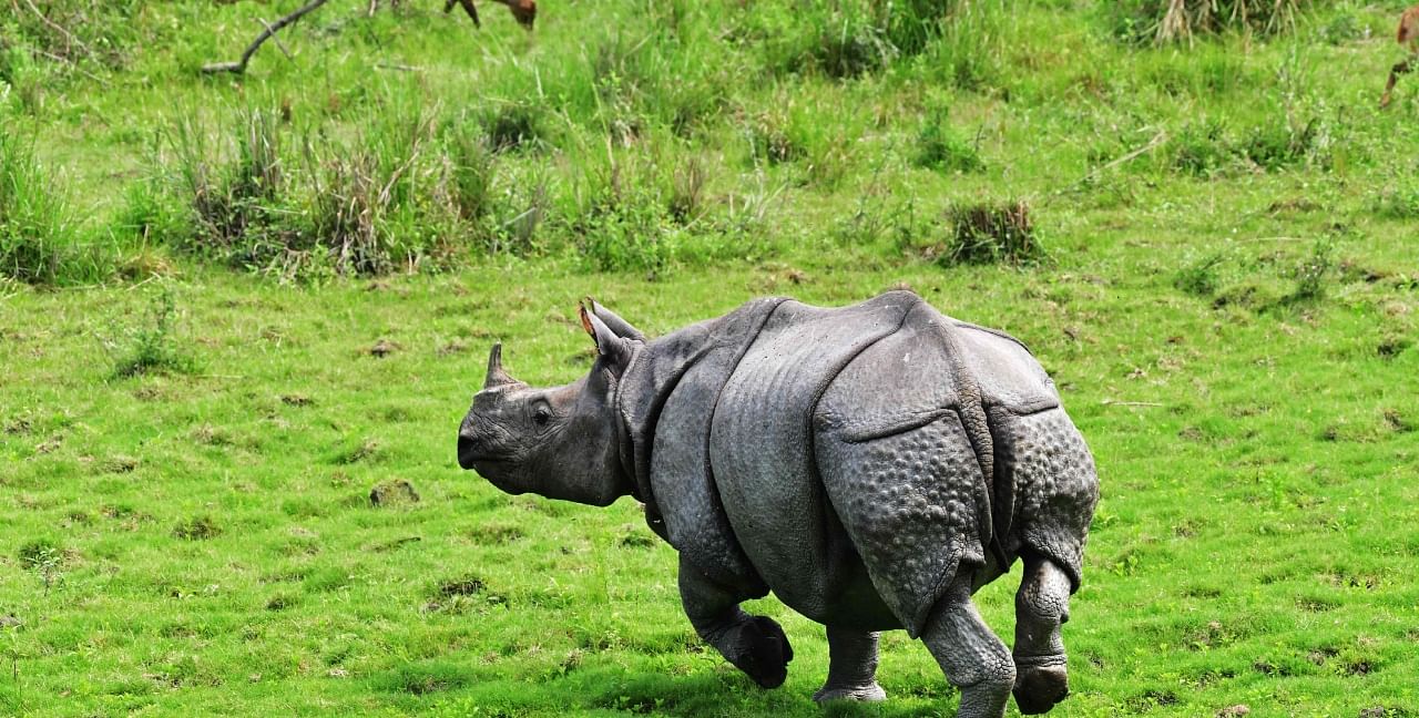 A one-horned rhinoceros in the Kaziranga National Park. Credit: AFP Photo