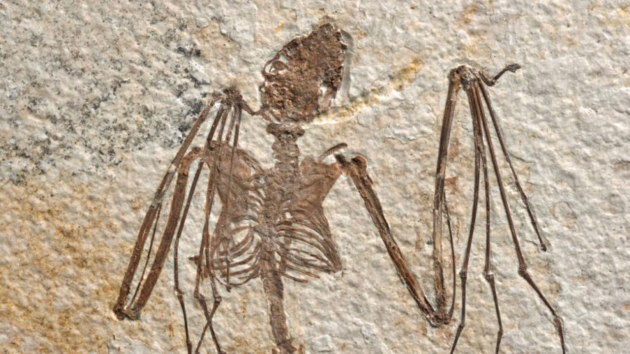 An Eocene skeleton from Wyoming of the newly identified bat species Icaronycteris gunnelli. Credit: Reuters Photo